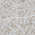 Caleihd Crinkle Cut Paper Shred Packing Grass Cushion Paper Streamer by Caleihd
